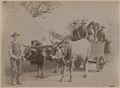 Contadini senesi con carro e buoi 