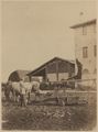 Grosseto, tenuta Barbanella