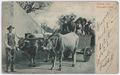 Contadini senesi con carro e buoi 
