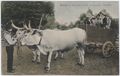 Contadini senesi con carro e buoi 