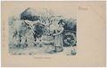Disegno di contadina senese con buoi