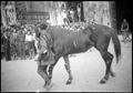 Siena, comparsa di Contrada in piazza del campo
