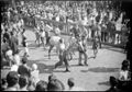 Siena, cavallo in piazza del Campo