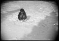 Bambina che gioca con la neve