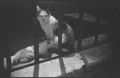 Gatti