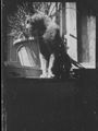 Un gatto sul davanzale