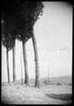 Cipressi in campagna