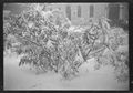 Siena, piazza Matteotti con la neve