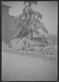 Siena, albero con la neve