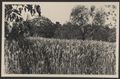 Sestano, campo di grano