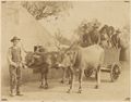 Contadini senesi con carro e buoi 