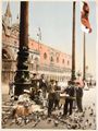 Venezia, venditore di mangime per piccioni in piazza San Marco